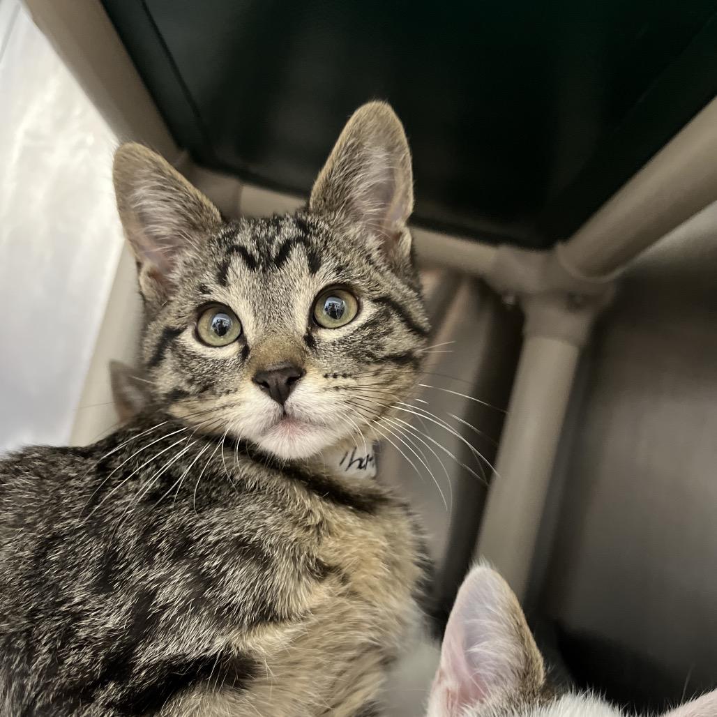 Enlarge Thatcher, a Adoptable Domestic Short Hair in Spanish Fork, UT image 3/4