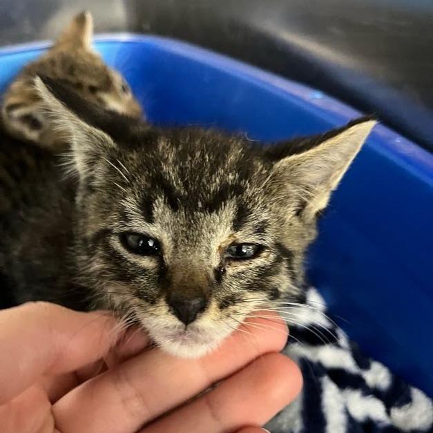 Enlarge Thatcher, a Adoptable Domestic Short Hair in Spanish Fork, UT image 4/4