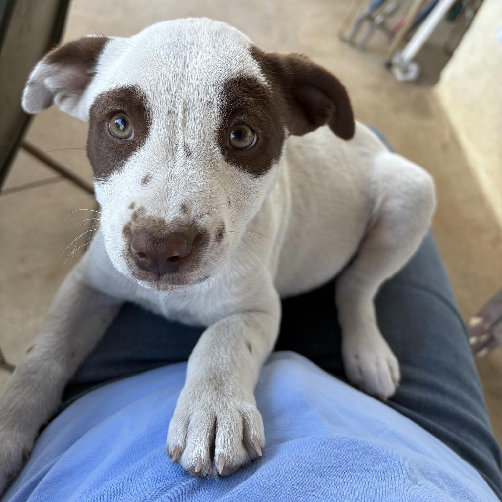 Panda, Adoptable, Puppy Female Foxhound & Boxer.