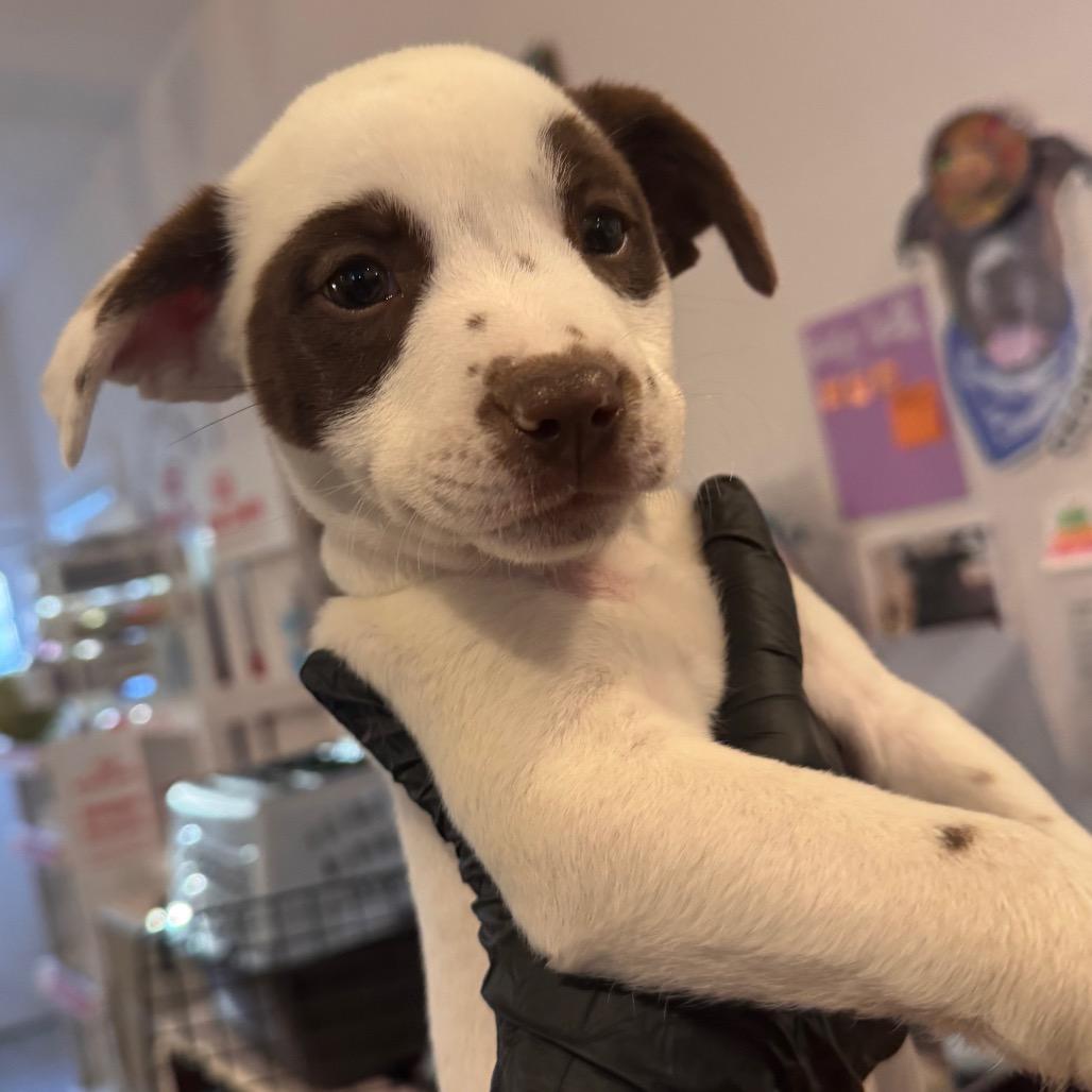 Panda, Adoptable, Puppy Female Foxhound & Boxer.