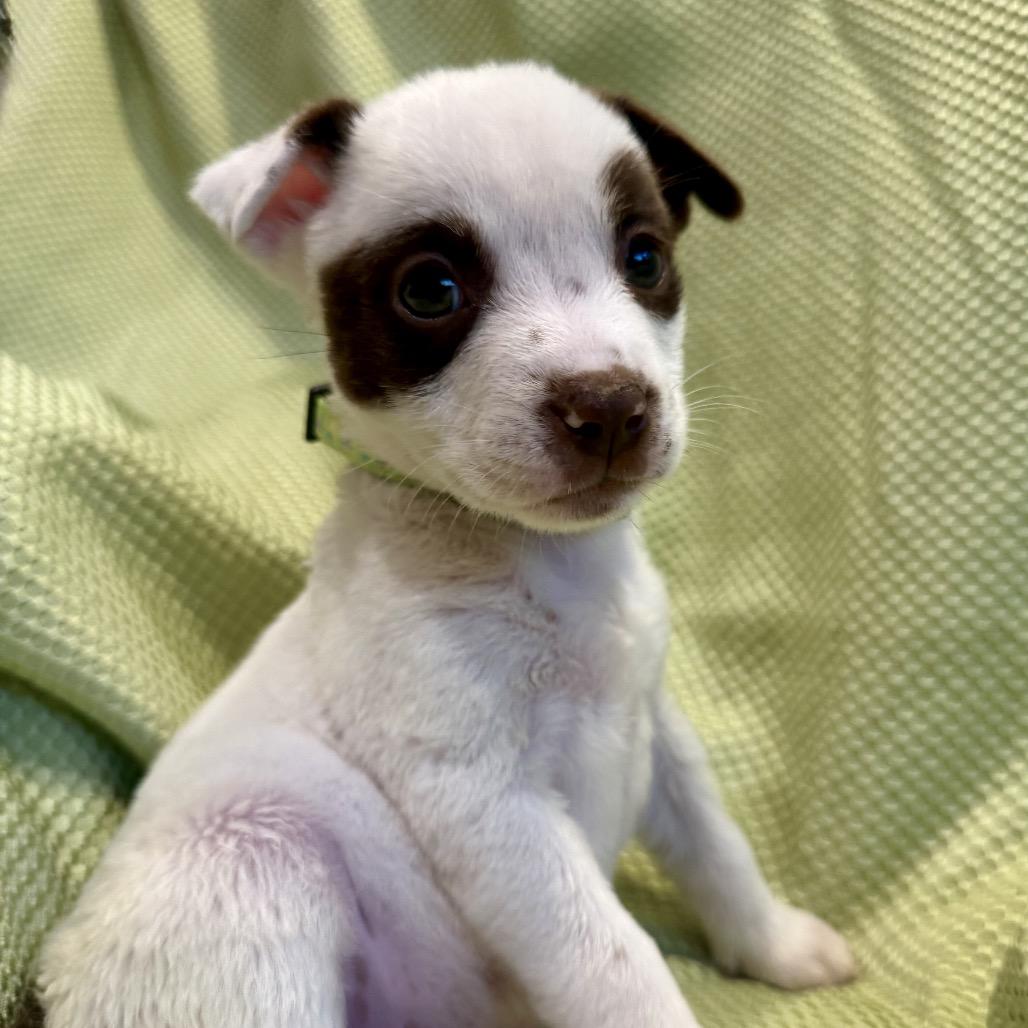 Enlarge Panda, a Adoptable mixed breed in San Antonio, TX image 2/3