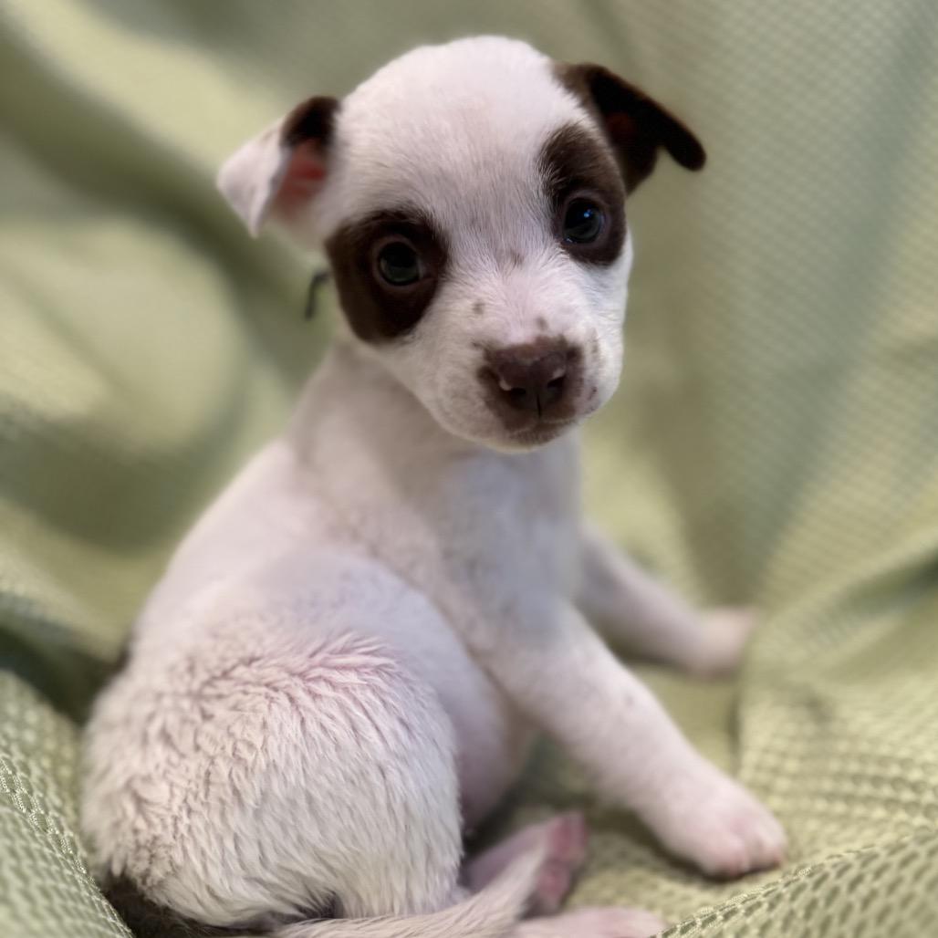 Enlarge Panda, a Adoptable mixed breed in San Antonio, TX image 3/3