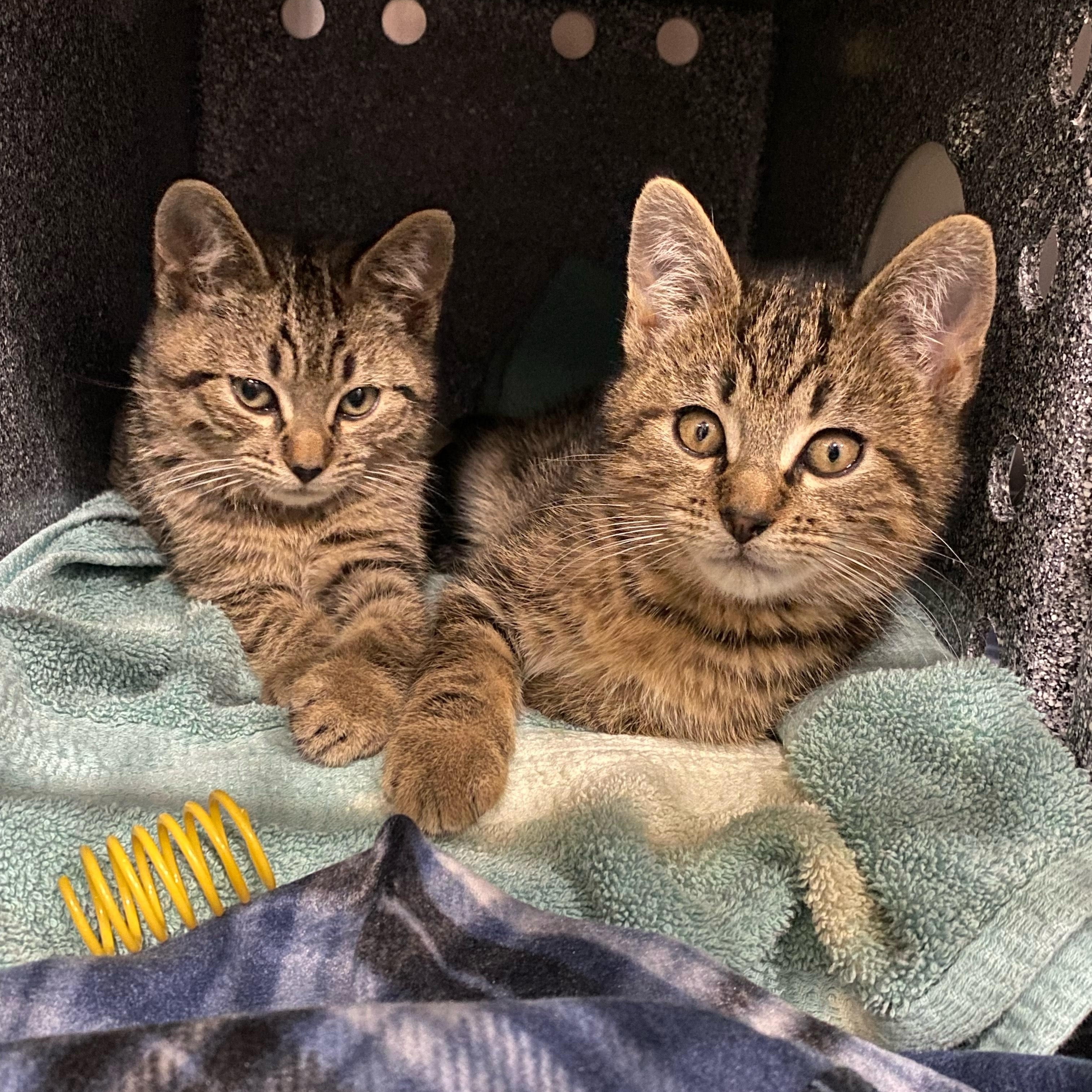 Ricky, a Adoptable Domestic Short Hair in Greenback, TN image 3/3