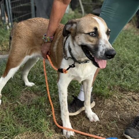 Enlarge Maximus (Just call me Max), a Adoptable mixed breed in Dix Hills, NY image 4/6
