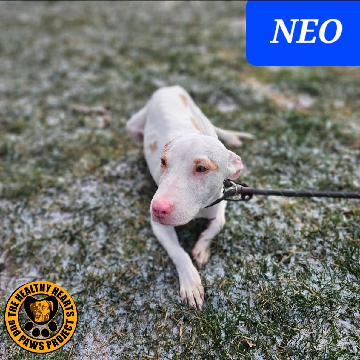 Neo