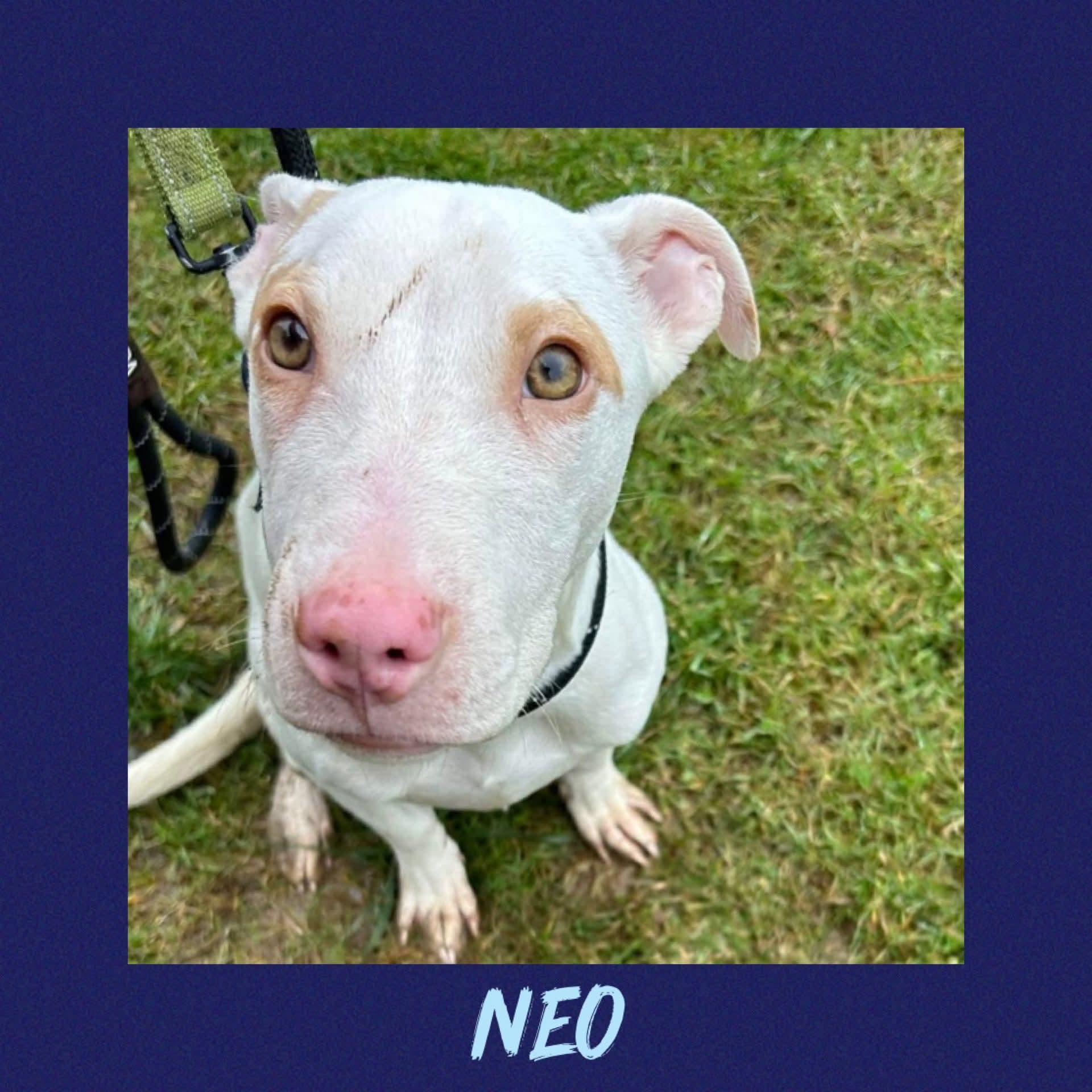 Neo