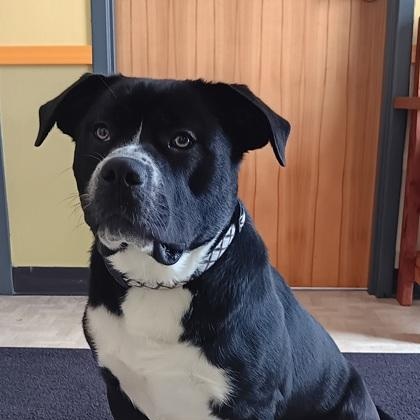 Enlarge Celeste, a Adoptable mixed breed in Boyne City, MI image 1/3