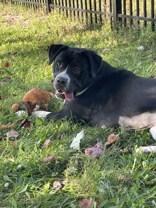 Enlarge Celeste, a Adoptable mixed breed in Boyne City, MI image 1/1