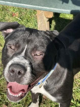 Enlarge Celeste, a Adoptable mixed breed in Boyne City, MI image 2/2