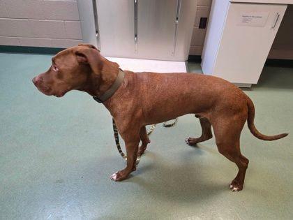 Enlarge Lorcan, a ADOPTABLE mixed breed in Williamsport, PA image 2/2