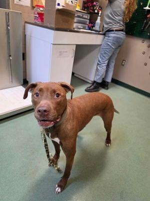 Lorcan, ADOPTABLE, Adult Male Terrier.