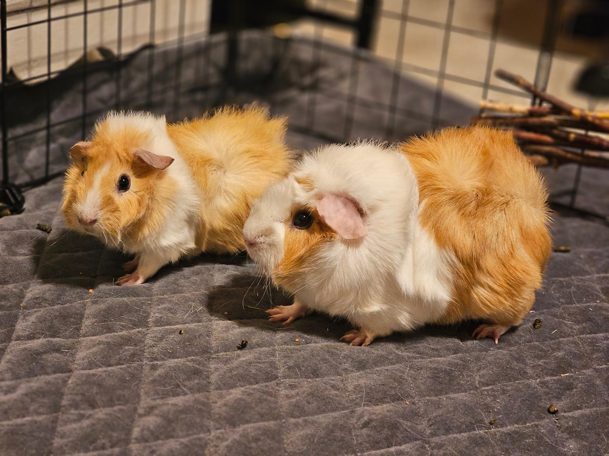 Matilda, ADOPTABLE, Young Female Abyssinian.