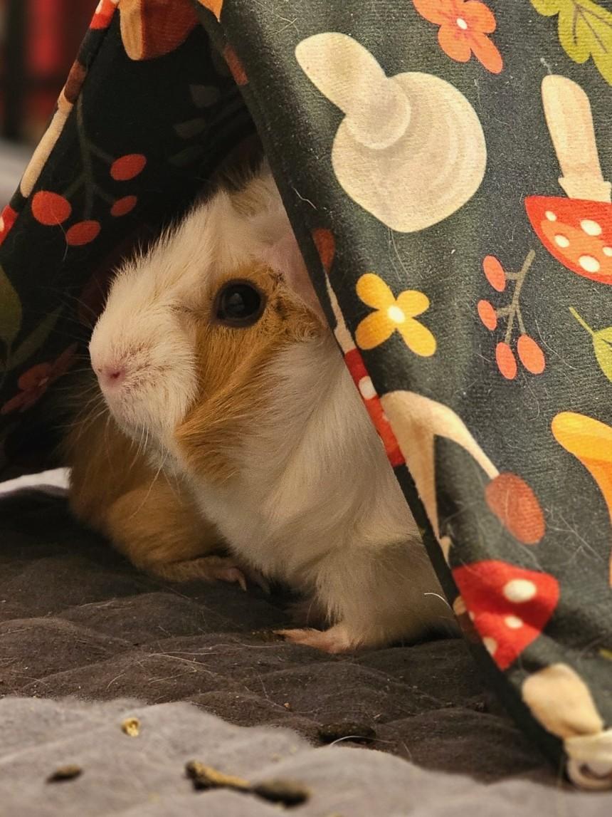 Enlarge Matilda, a ADOPTABLE Abyssinian in Wellington, CO image 2/2