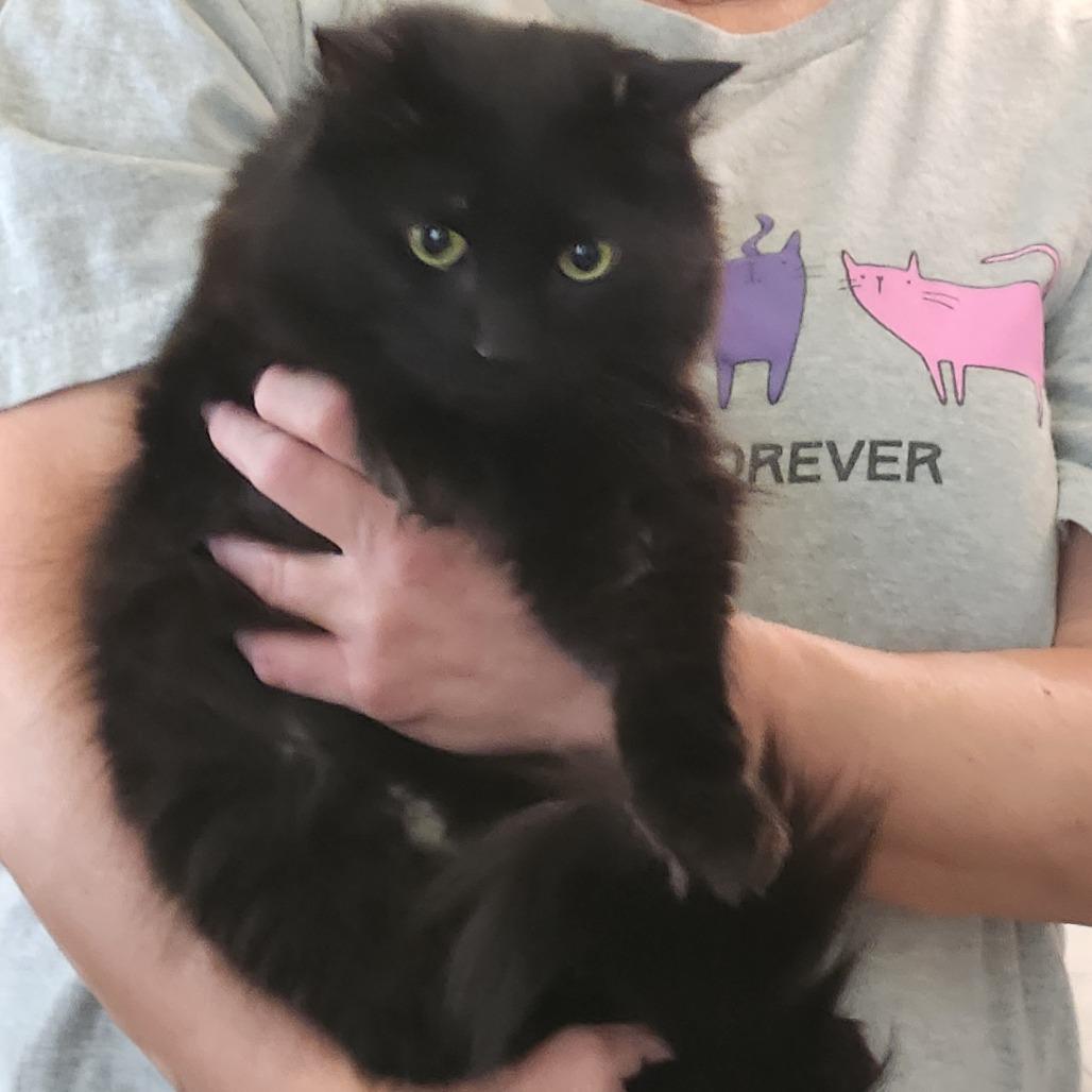 Ebenezer C007521, Adoptable, Adult Male Domestic Long Hair.