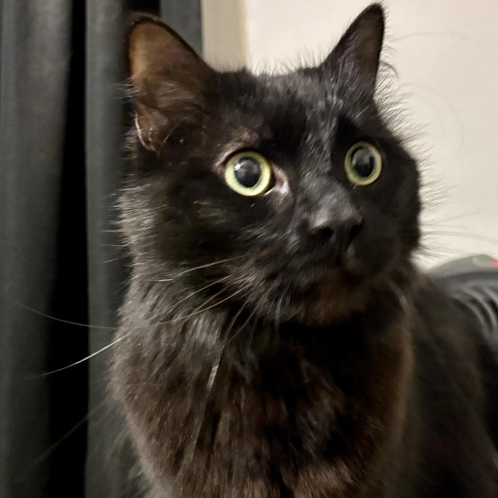 Enlarge Ebenezer C007521, a Adoptable Domestic Long Hair in Prosper, TX image 2/5