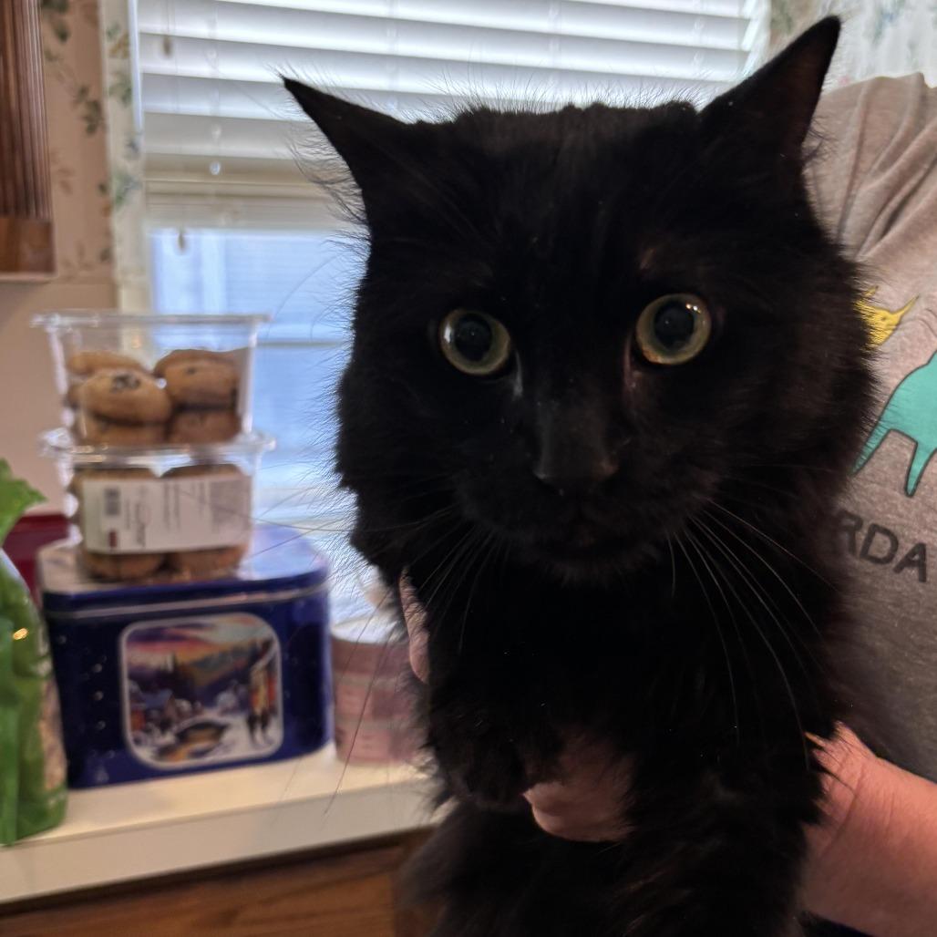 Enlarge Ebenezer C007521, a Adoptable Domestic Long Hair in Prosper, TX image 5/5