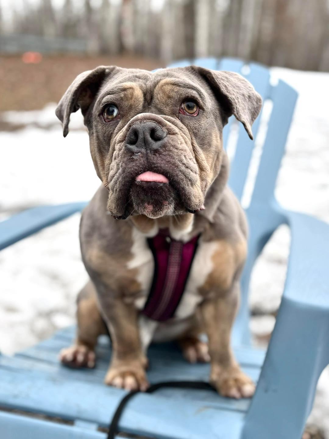 RUBY, Adult Female English Bulldog