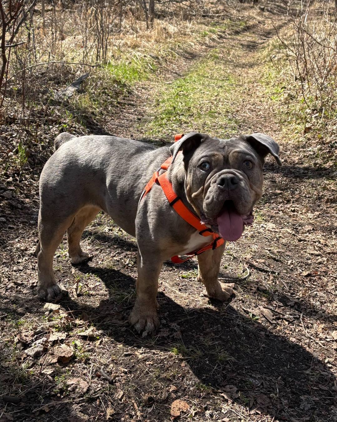 RUBY, an adoptable English Bulldog in Calgary, AB, T2Y 3W0 | Photo Image 5