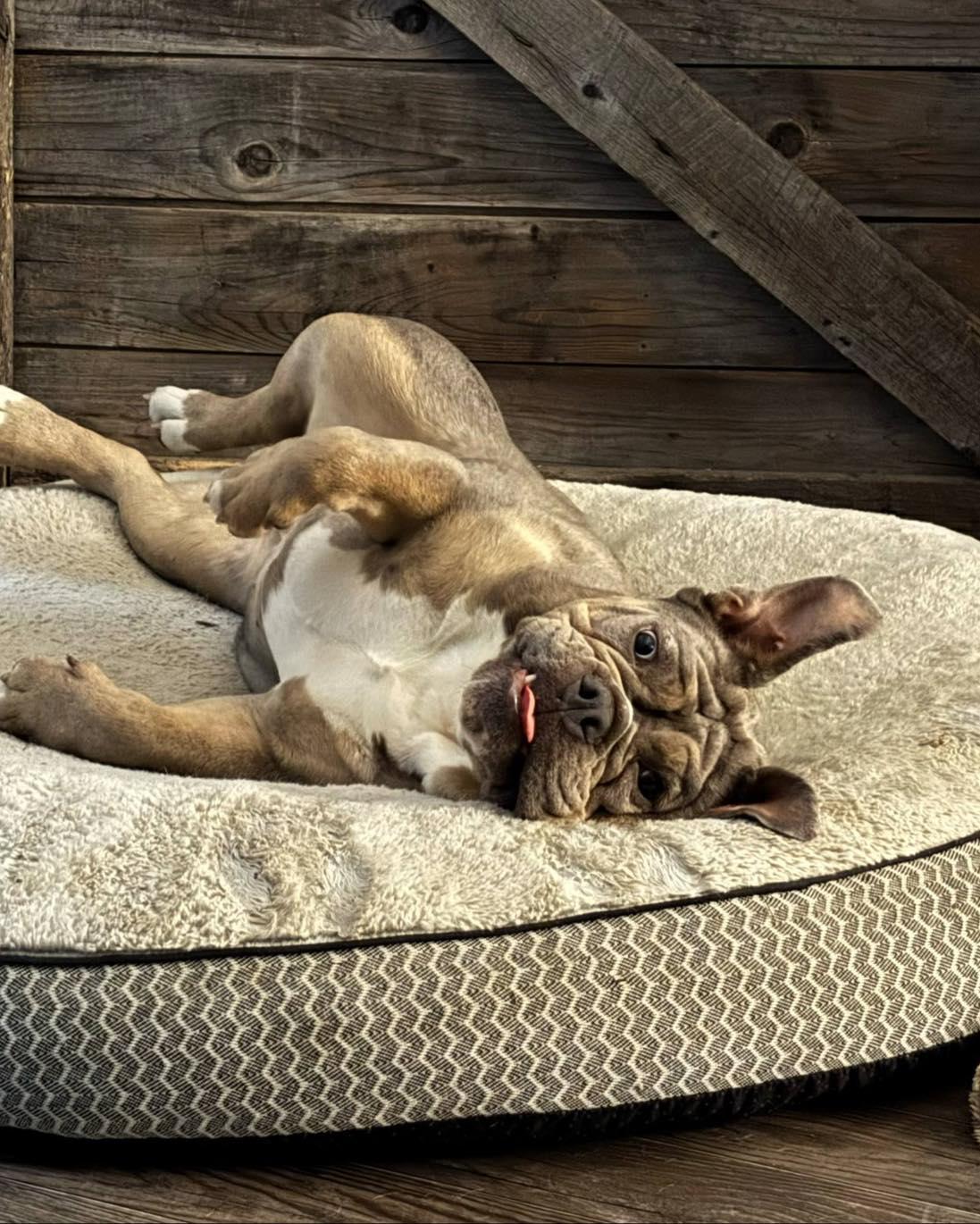 RUBY, an adoptable English Bulldog in Calgary, AB, T2Y 3W0 | Photo Image 2