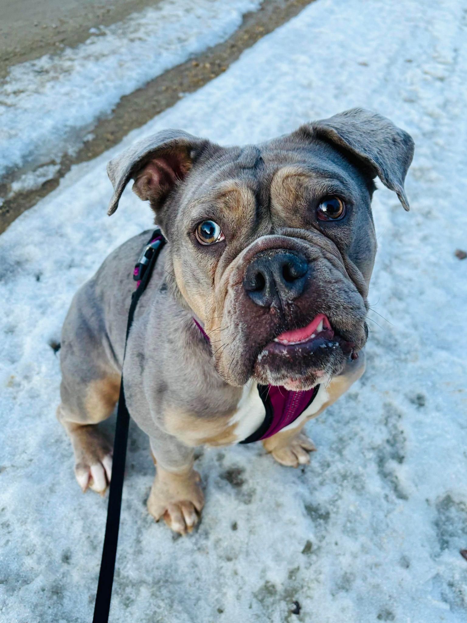 RUBY, an adoptable English Bulldog in Calgary, AB, T2Y 3W0 | Photo Image 4