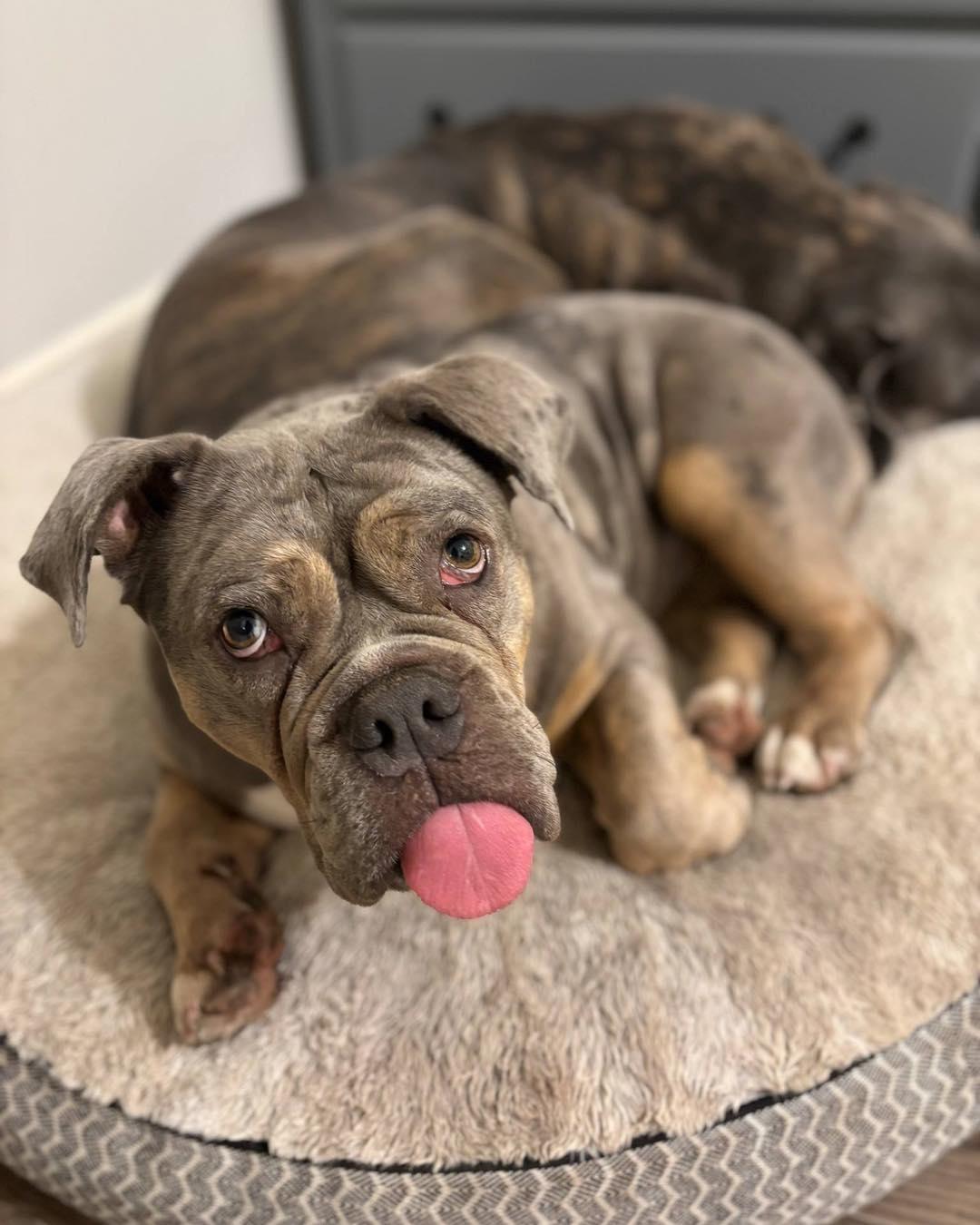 RUBY, an adoptable English Bulldog in Calgary, AB, T2Y 3W0 | Photo Image 3