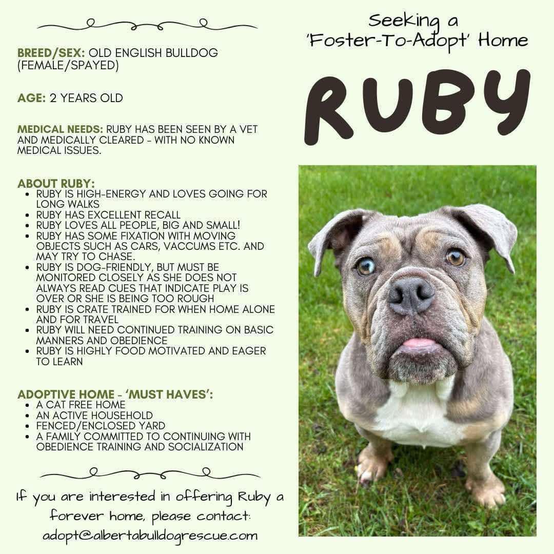 RUBY, an adoptable English Bulldog in Calgary, AB, T2Y 3W0 | Photo Image 6