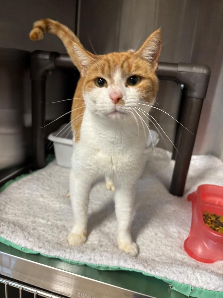 Belle, Adoptable, Young Female Domestic Short Hair.