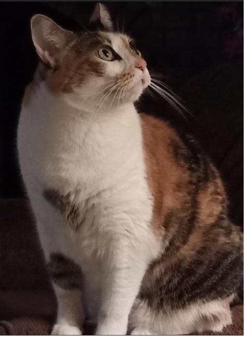 Enlarge Bobbie, a Adopted Domestic Short Hair in vALE, NC image 1/1