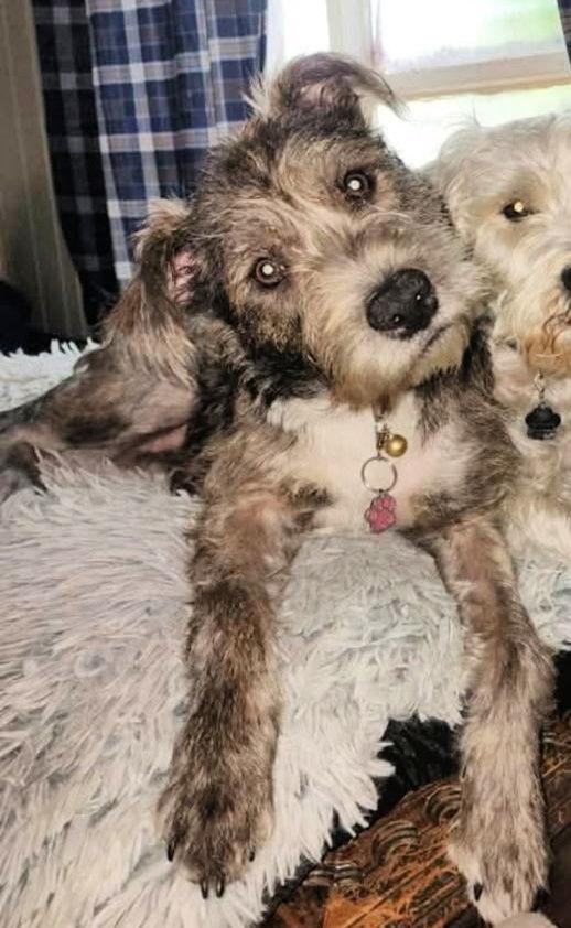 Princess Lia thumbnail 2