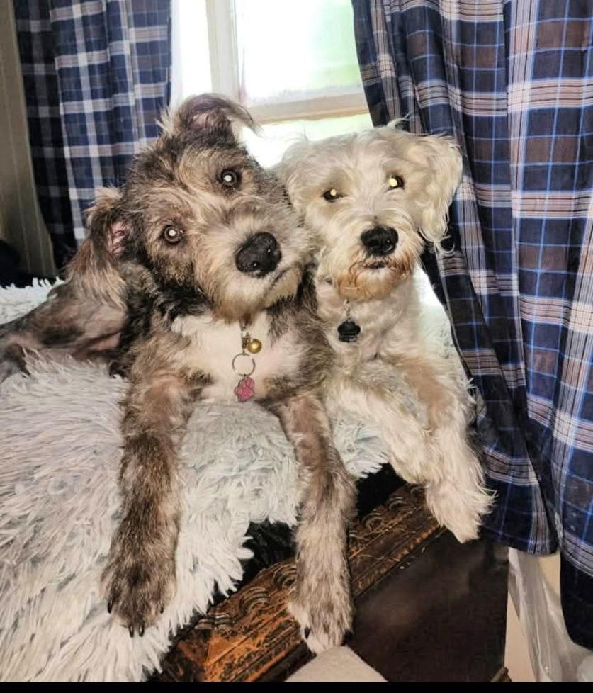 Princess Lia thumbnail 3