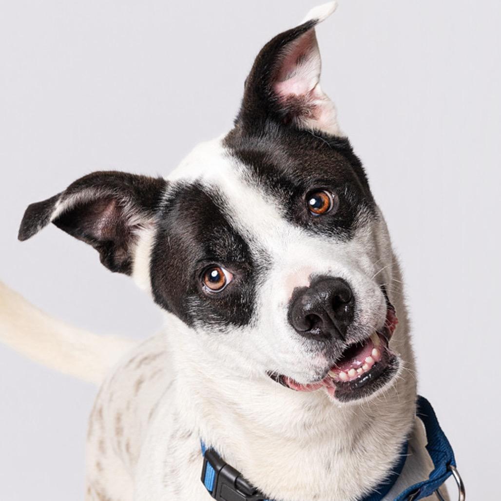 Enlarge Winston, a Adoptable mixed breed in Leander, TX image 1/5