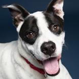 Enlarge Winston, a Adoptable mixed breed in Leander, TX image 2/5