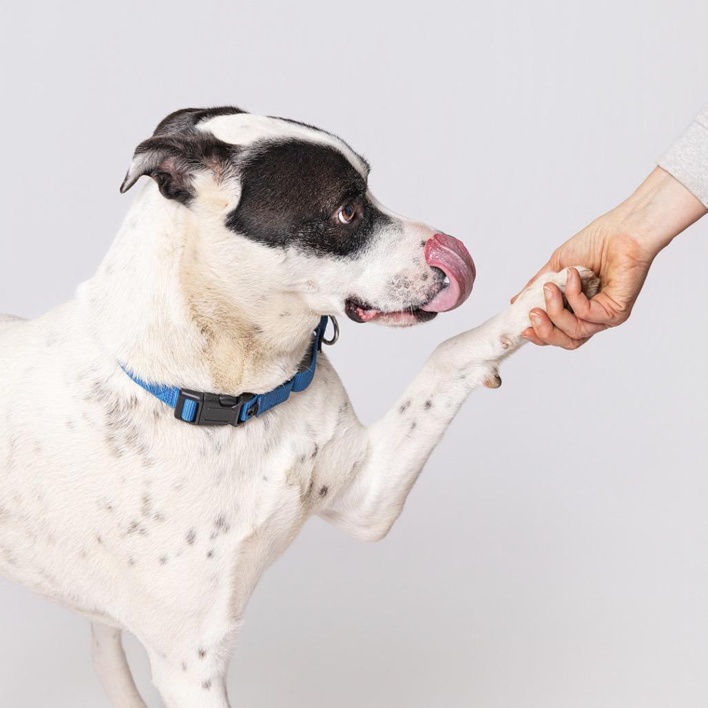 Enlarge Winston, a Adoptable mixed breed in Leander, TX image 3/5