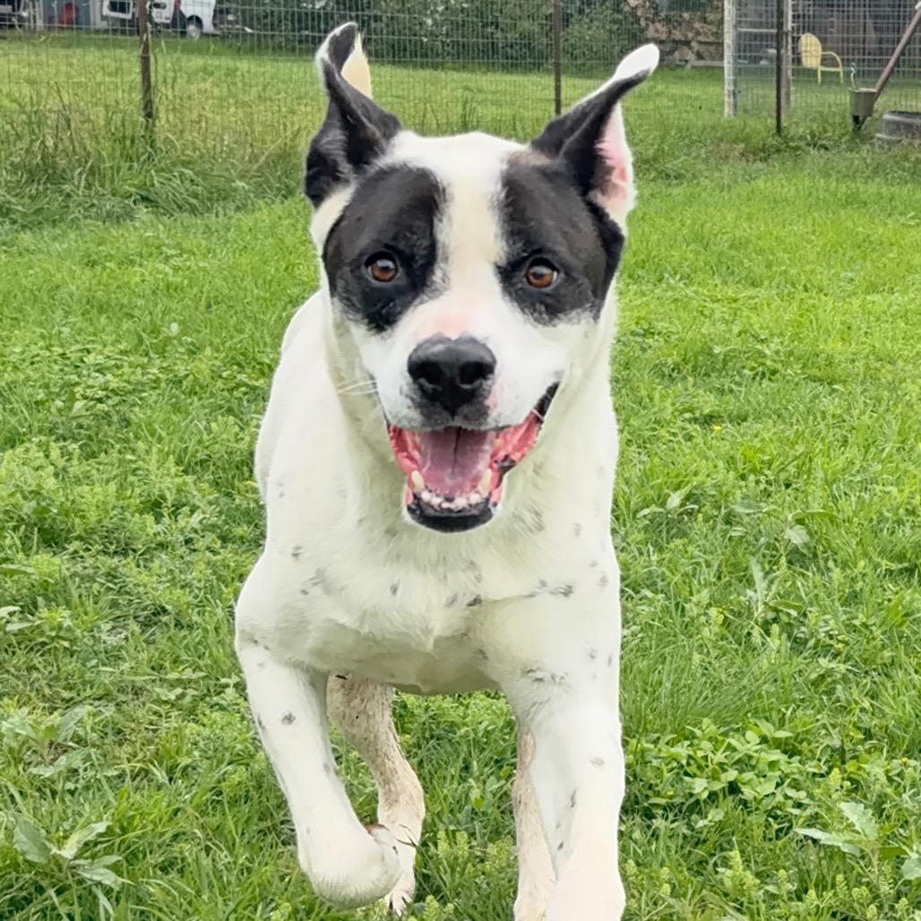 Winston, a Adoptable mixed breed in Leander, TX image 3/6
