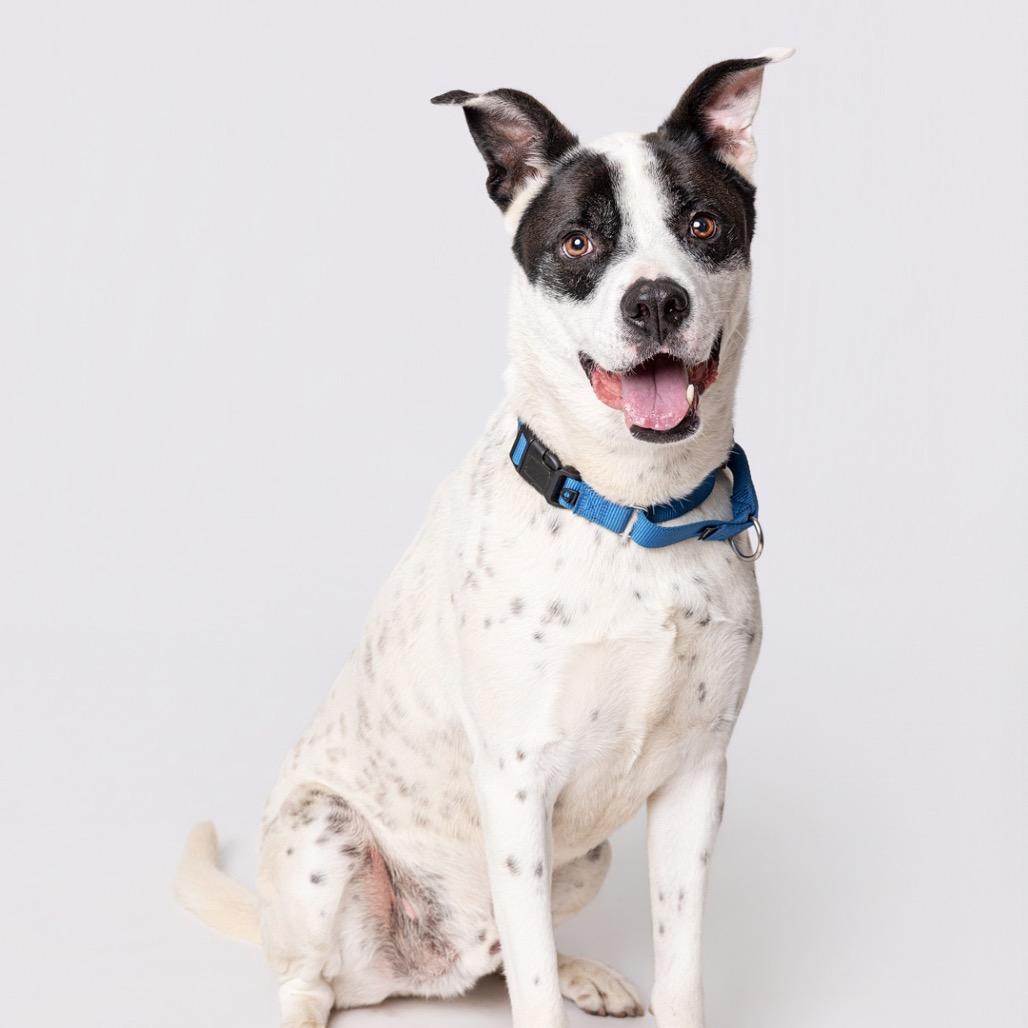 Enlarge Winston, a Adoptable mixed breed in Leander, TX image 4/5
