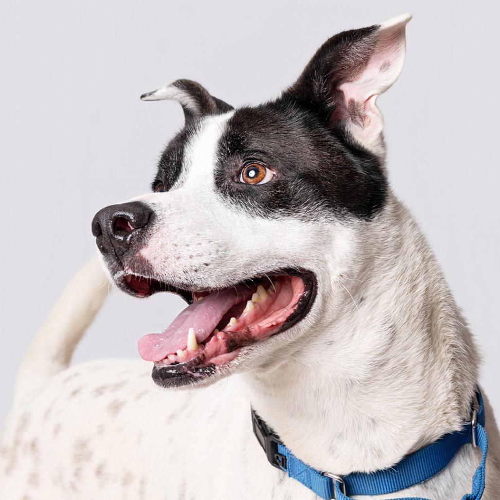 Enlarge Winston, a Adoptable mixed breed in Leander, TX image 5/5