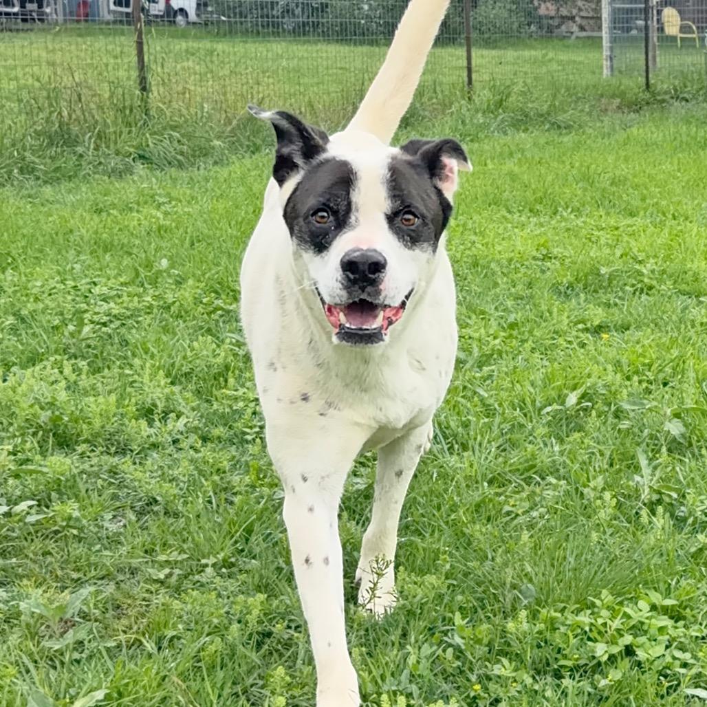 Winston, a Adoptable mixed breed in Leander, TX image 5/6