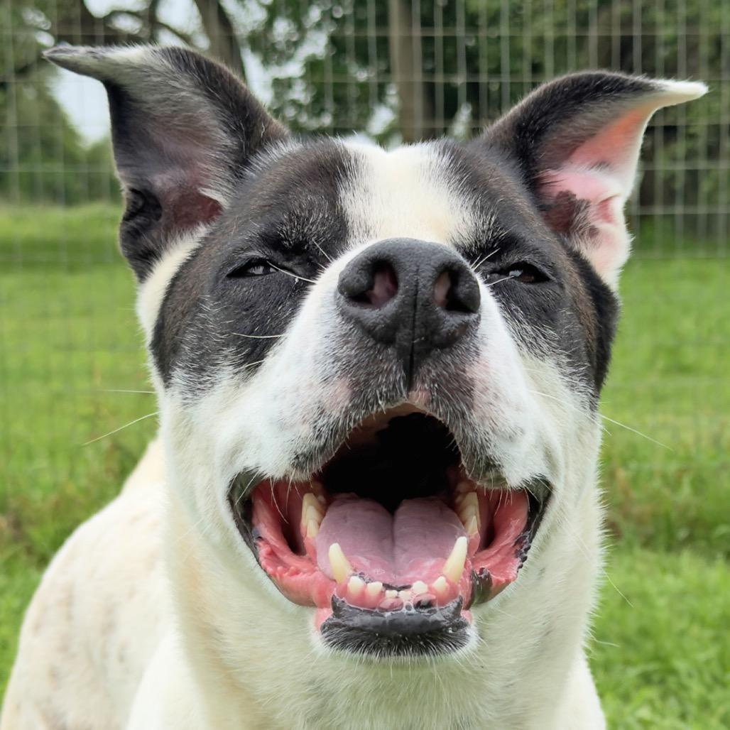 Winston, a Adoptable mixed breed in Leander, TX image 6/6