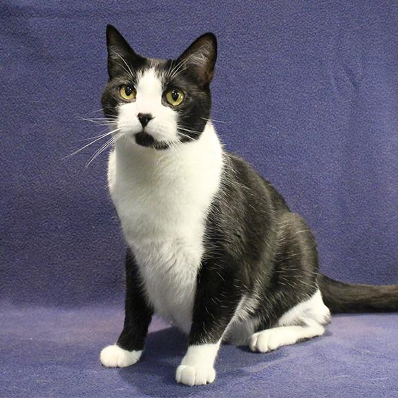 Enlarge Hugo, a ADOPTABLE mixed breed in Overland Park, KS image 3/3