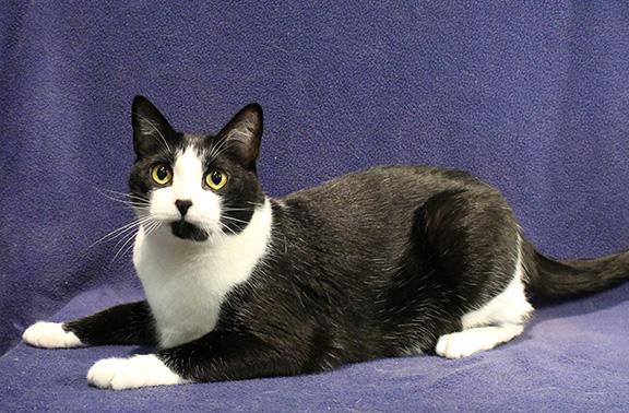 Enlarge Hugo, a ADOPTABLE mixed breed in Overland Park, KS image 2/3