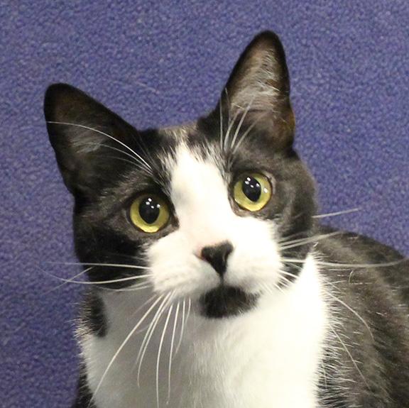 Hugo, ADOPTABLE, Adult Male Domestic Short Hair.