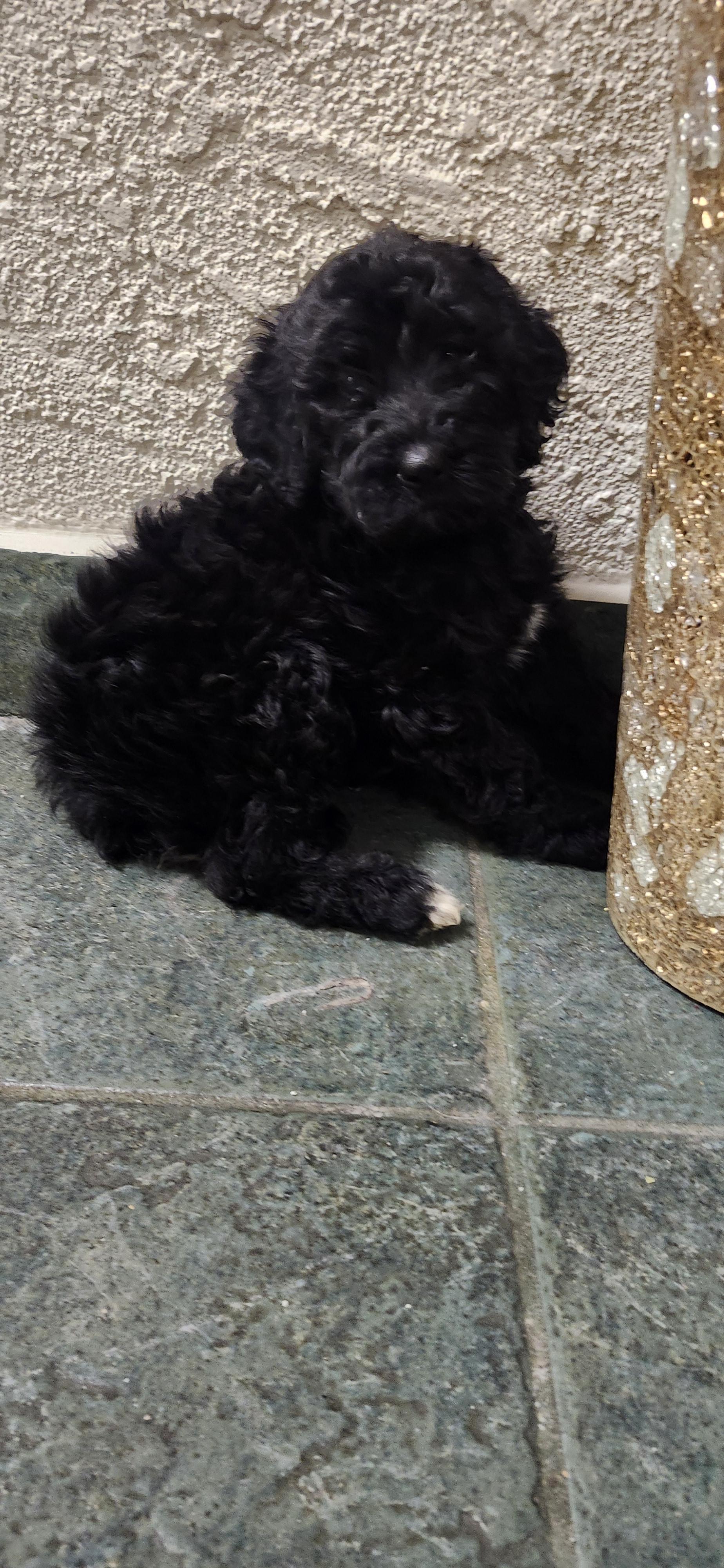 Marcus, Adoptable, Puppy Male Goldendoodle.