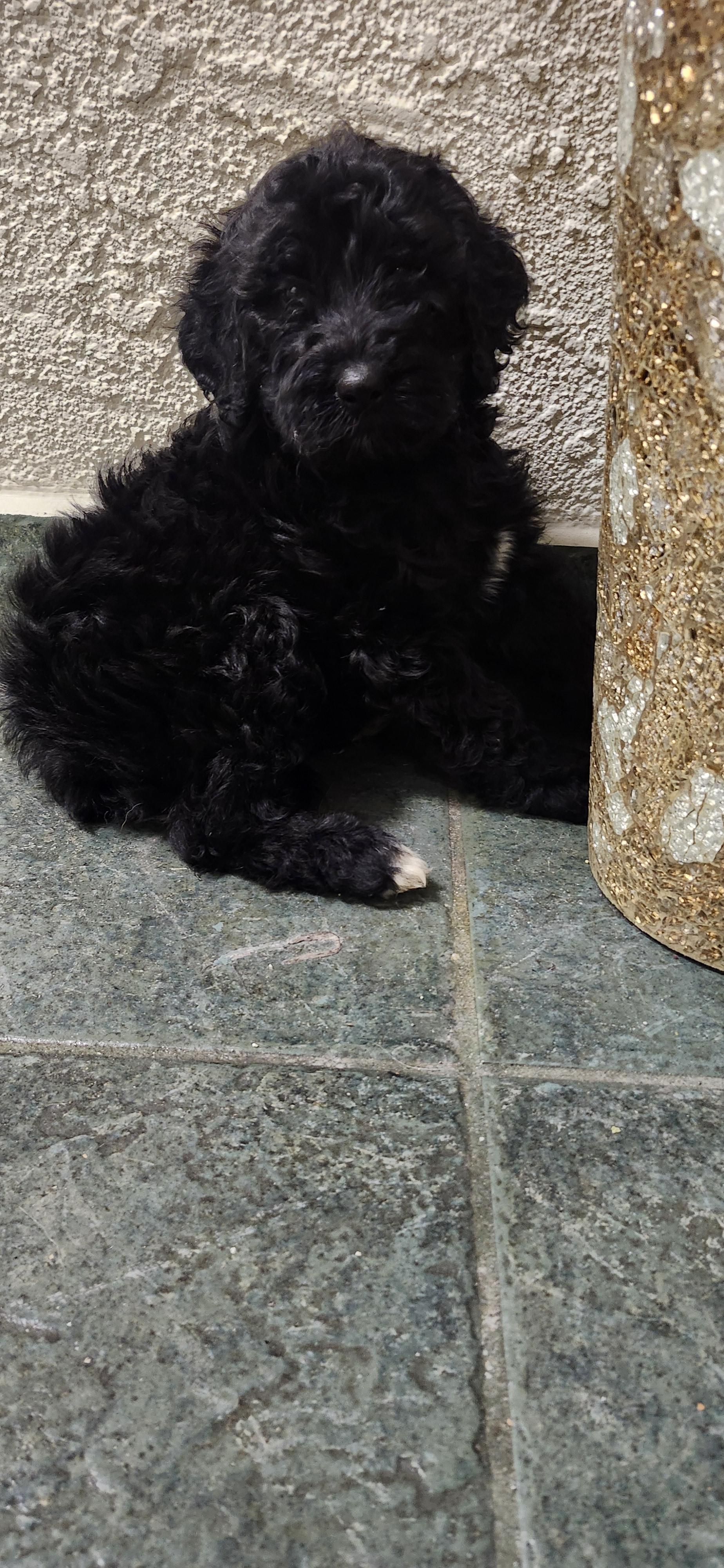 Marcus, a Adoptable Goldendoodle in Torrance, CA image 2/3