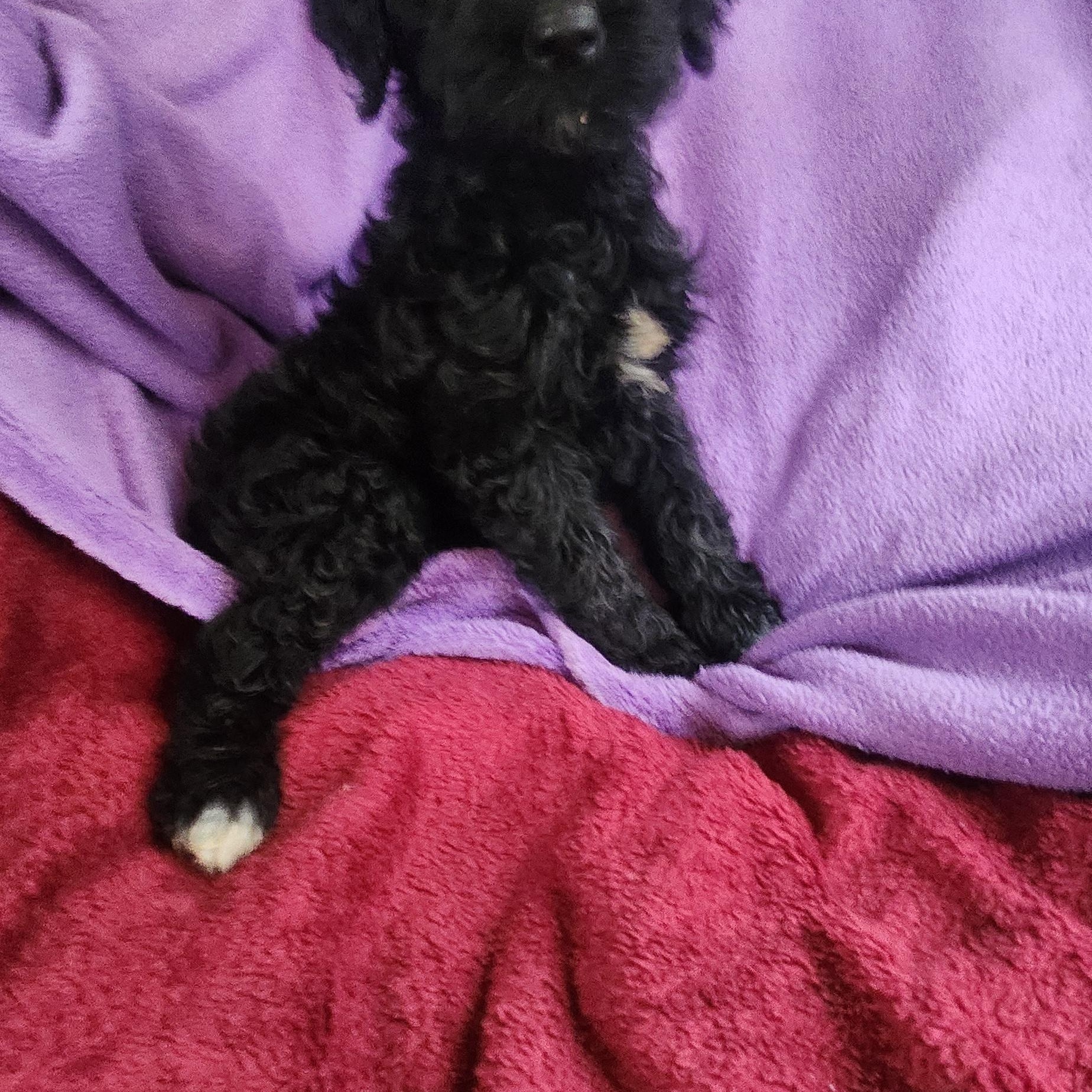 Marcus, a Adoptable Goldendoodle in Torrance, CA image 3/3