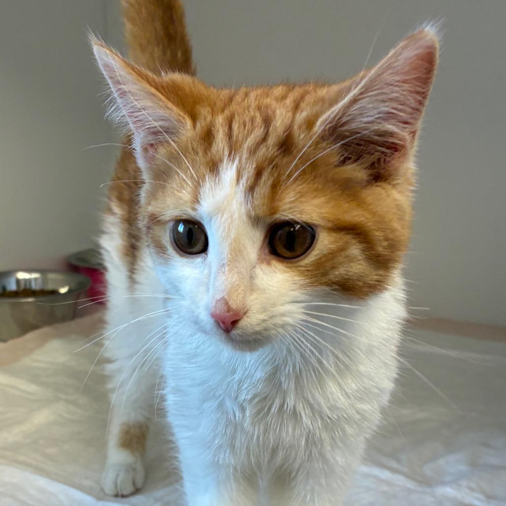 Cassian, Adoptable, Kitten Male Domestic Short Hair.