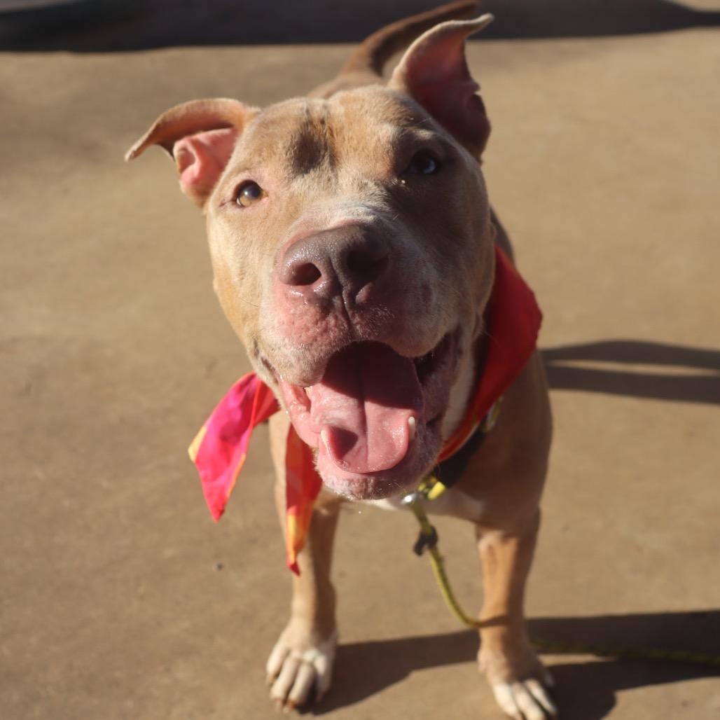 Blaze(Adoption Fee Sponsered), Adoptable, Adult Male Mixed Breed.