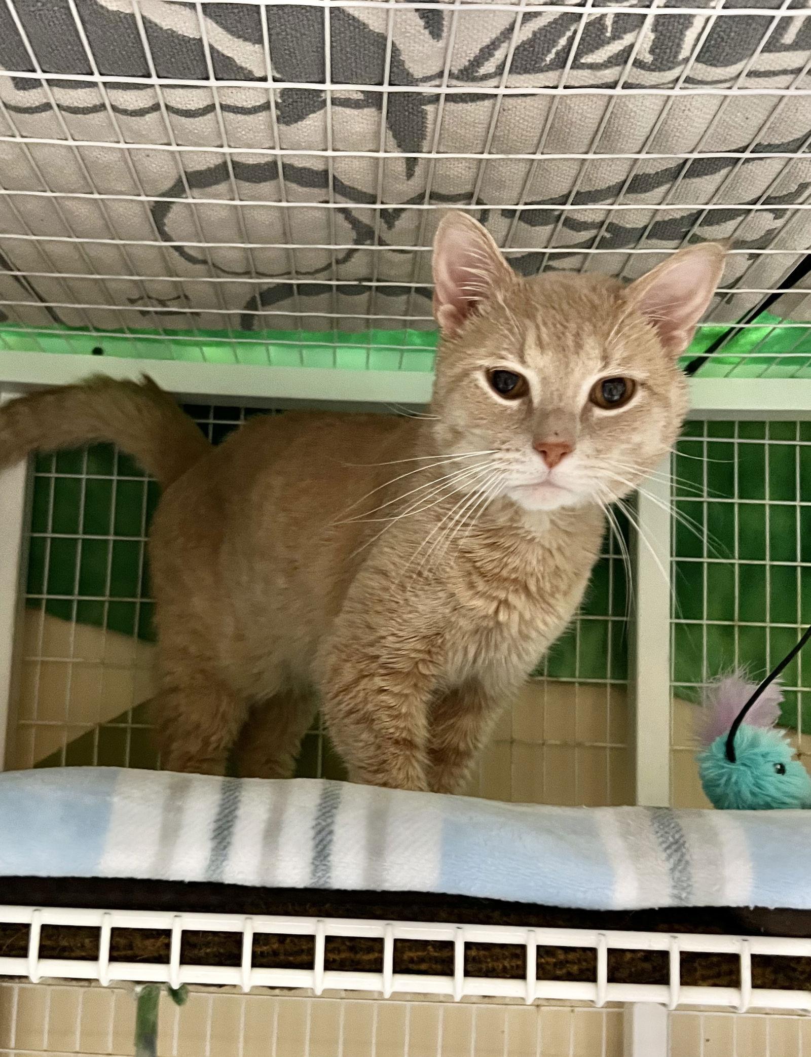 Roy, Adoptable, Young Male Domestic Short Hair.