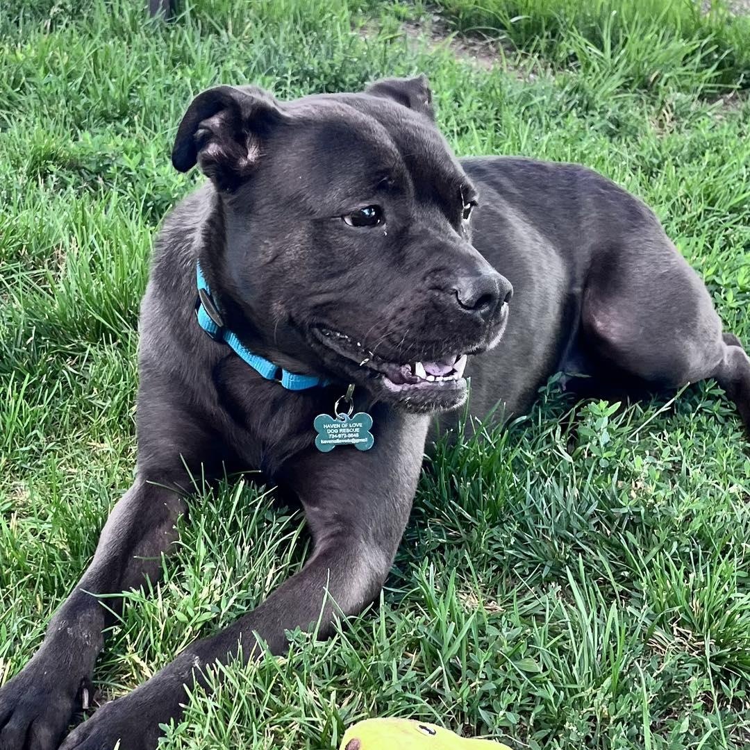 Enlarge Marcee, a Adoptable mixed breed in Westland, MI image 2/6