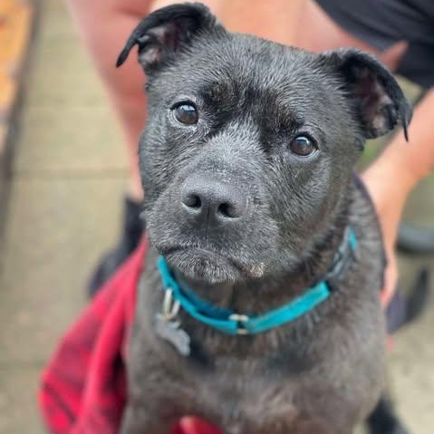 Enlarge Marcee, a Adoptable mixed breed in Westland, MI image 3/6