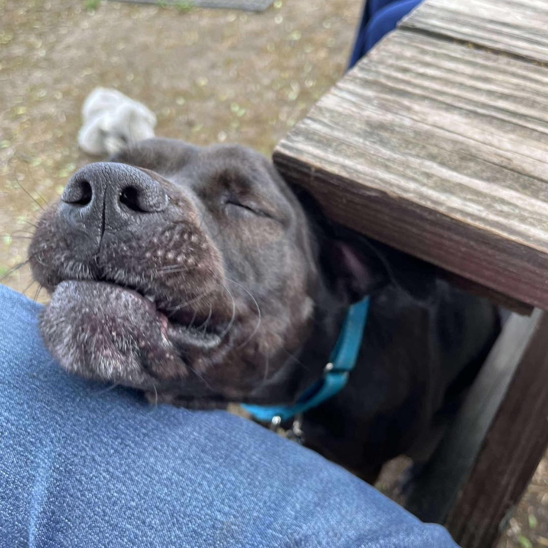 Enlarge Marcee, a Adoptable mixed breed in Westland, MI image 4/6